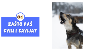 Zašto Paš Cvili i Zavija