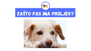 Zašto Pas Ima Proljev