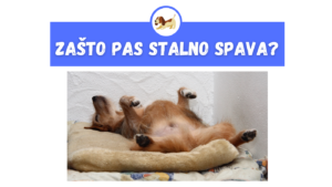 Zašto Pas Stalno Spava