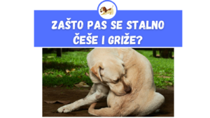 Zašto Pas Se Stalno Češe i Griže