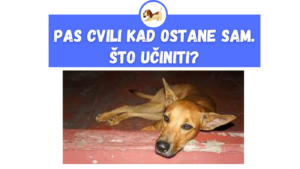 Pas Cvili Kad Ostane Sam