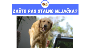 Zašto Pas Stalno Mljačka