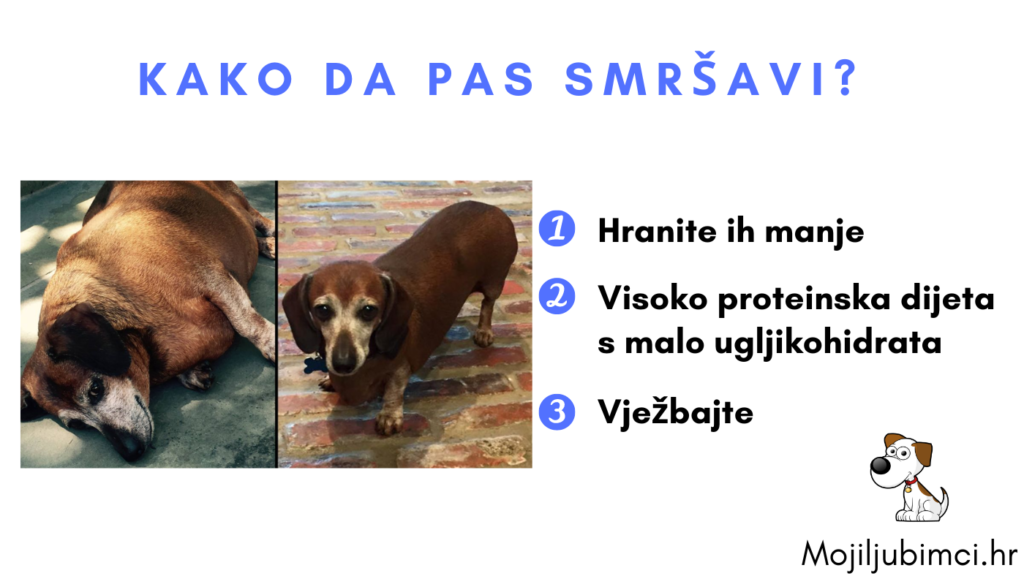 Kako da Pas Smršavi 