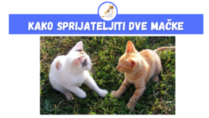 Kako Sprijateljiti Dve Mačke