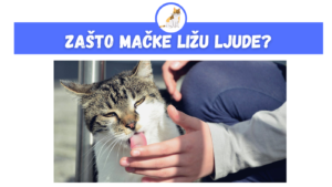 Zašto mačke ližu ljude