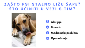 pas stalno lize šape