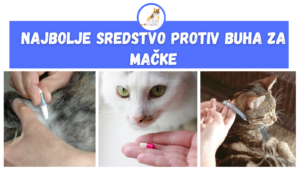 Najbolje Sredstvo Protiv Buha za Mačke