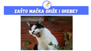 Zašto Mačka Griže i Grebe?