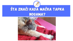 Šta Znači Kada Mačka Tapka Nogama