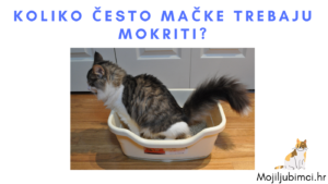 koliko cesto macke mokre