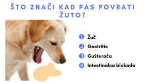 kada pas povraca zuto