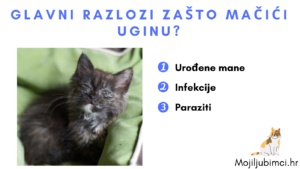 Glavni Razlozi Zašto Mačići Uginu