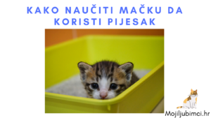 Kako Naučiti Mačku da Koristi Pijesak