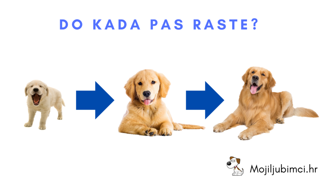 Do Kada Pas Raste?