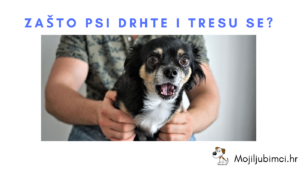 Zašto Psi Drhti