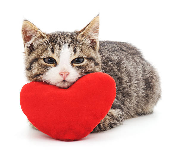 cat and a heart