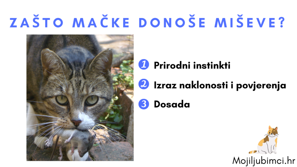 Zašto Mačke Donoše Miševe?