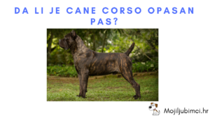 Da li je cane corso opasan pas?