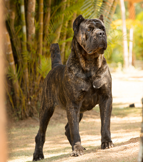 cane corso veličina