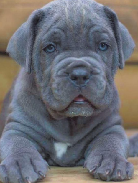 cane corso pas