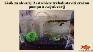 Kisik za akvarij