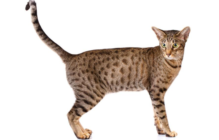 Ocicat