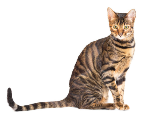 Toyger Cat