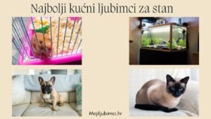 najbolji kućni ljubimci za stan