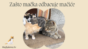 zašto mačka odbacuje mačiće