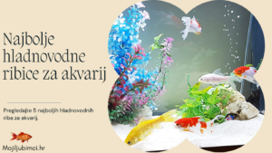 hladnovodne ribice za akvarij