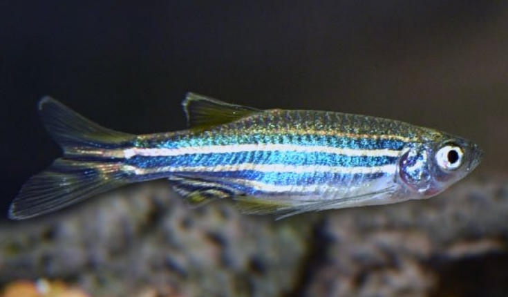 Zebra Danios