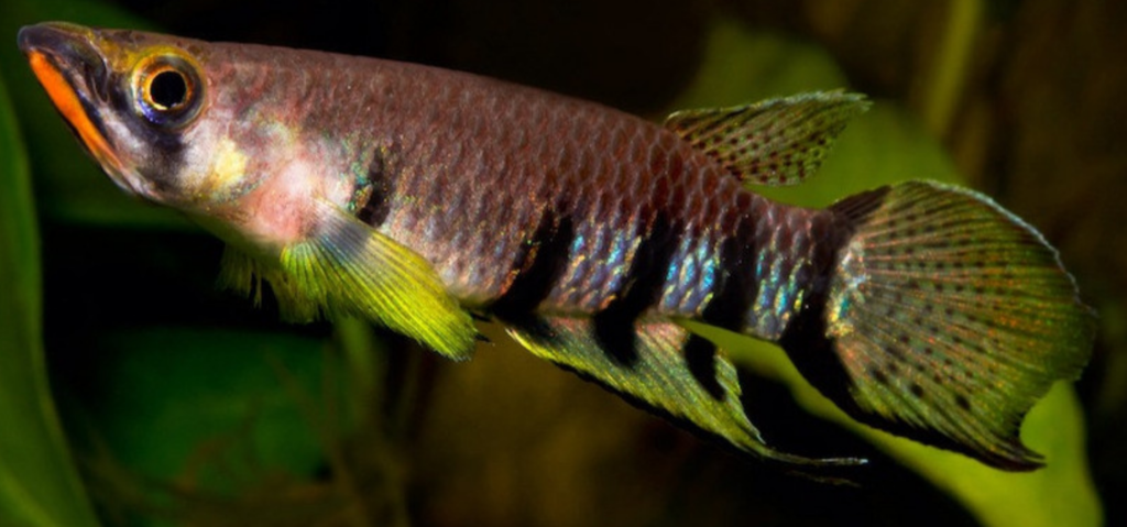 Killifish