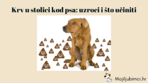 Krv u stolici kod psa