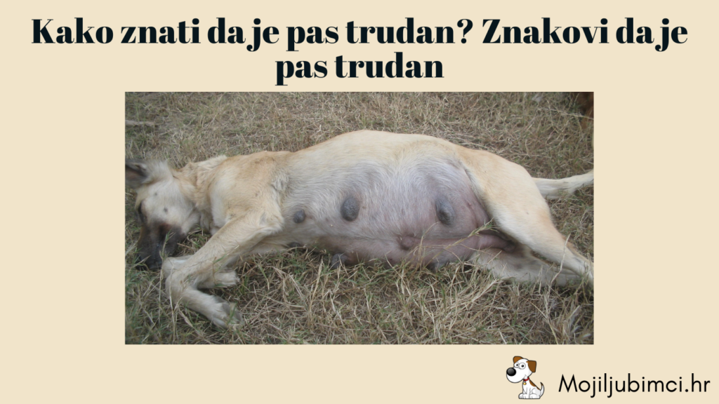 Kako znati da je pas trudan